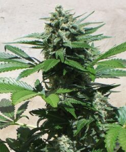 Blue Rhino