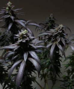 Blue Sherbet S1 - 6PACK