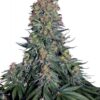 Blue Skunk - 5-pack