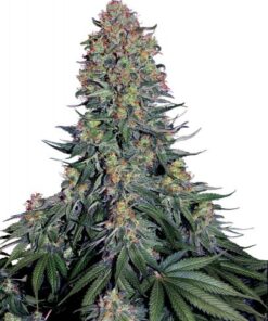 Blue Skunk - 5-pack