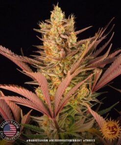 Blue Sunset Sherbet - 5-pack