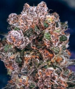 Blueberry
