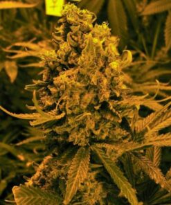 Blueberry - 5-pack
