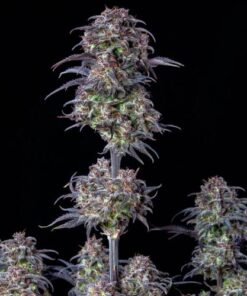Blueberry Auto - 5-pack