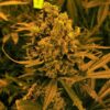 Blueberry Autoflower - 5-pack