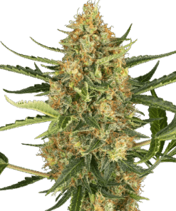 Blueberry Bubblegum Automatic