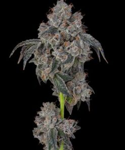 Blueberry Cherries - 3-pack