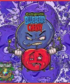 Blueberry Cherry - 6-pack