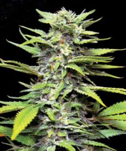 Blueberry Gum - 5-pack