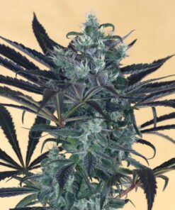 Blueberry Headband - 5PACK