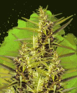 Blueberry Kush Autoflower - 5-pack
