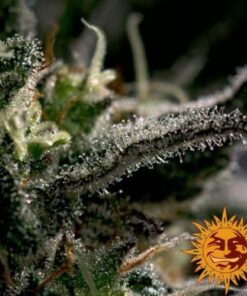 Blueberry OG - 5PACK