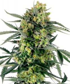 Blueberry Zkittlez Automatic - 5-pack