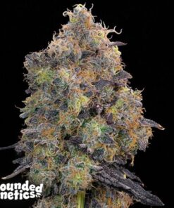 Blueberry Zkunk - 7-pack