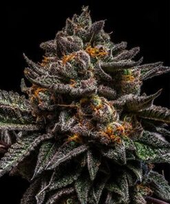 Brain Cake - 5PACK - Feminized - Ripper Seeds