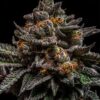 Brain Cake - 5PACK - Feminized - Ripper Seeds