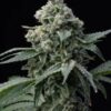 Bruce Banner