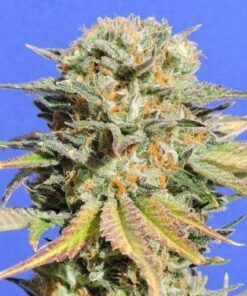 Bruce Banner #3