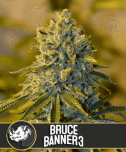 Bruce Banner #3 - 6-pack
