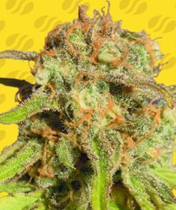 Bruce Banner #3 Auto