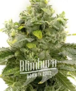 Bruce Banner #3 Fast Version - 6-pack