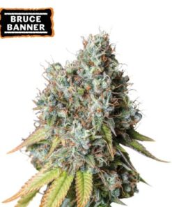 Bruce Banner Auto