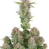 Bruce Banner Auto - 5-pack