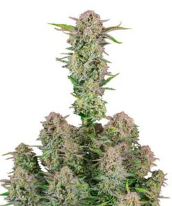 Bruce Banner Auto - 5-pack