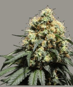Bruce Lemon Diesel - 5-pack
