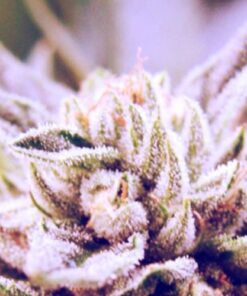 Bubba Kush Pre 98