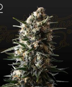 Bubbaslush - 5-pack