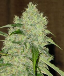 Bubble Gum