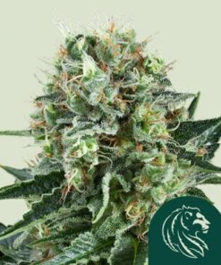 Bubble Kush