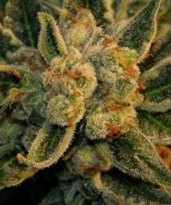 Bubblegum - 5PACK