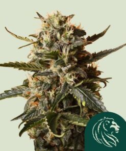 BubbleGum XL