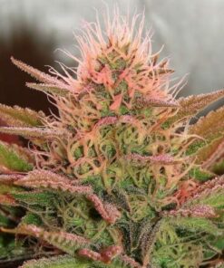 Bubblelicious - 5PACK