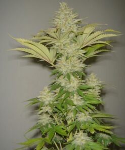 Bubblicious