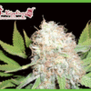 Bud Bud Bling Tingz