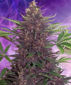 Buddha Purple Kush Auto