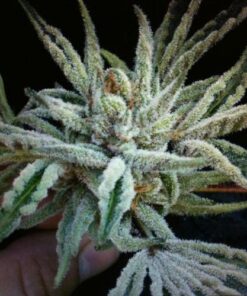 Buddha Tahoe OG