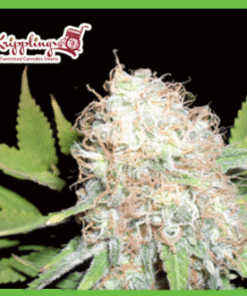 Bulk Smash Autoflowering - 5PACK