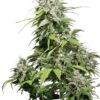 California Indica
