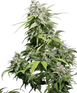 California Indica - Regular