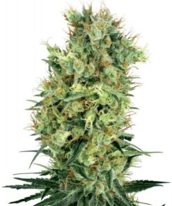 California Orange Bud - 10-pack