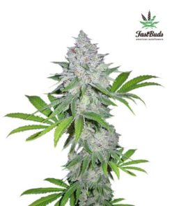 Californian Snow Auto - 5PACK