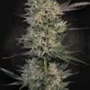 Candy Breath