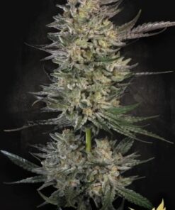Candy Breath