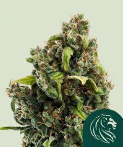 Candy Kush Express (Fast Version)