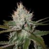 Cannalope Haze - 5-pack