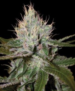 Cannalope Haze - 5-pack